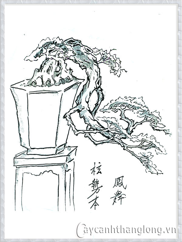Nét cắt tỉa tinh tế, cùng với đặc trưng rễ tính triển vọng, Bonsai làm cho người ta cảm thấy thư giãn với thiên nhiên và tưởng tượng. Hãy xem ảnh về cây thế xưa, bạn sẽ được lạc vào thế giới của sự yên bình và cầu kỳ của loài cây này.